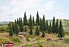 Noch Fir Trees 10pcs (26930)